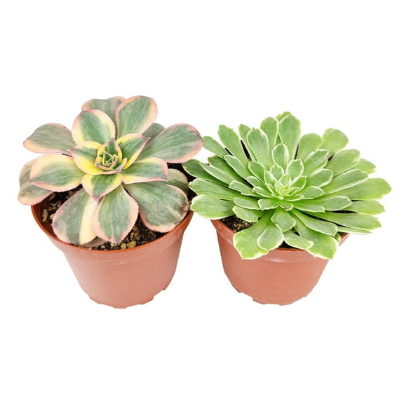 Aeonium Succulent Pack 4" 2 Succulents