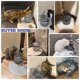 thumbnail image 5 of Cat Water Fountain, Dog Water Dispenser, 2L Super Quiet Automatic Pet Drinking Fountain 2 Water Modes for Cats, Dogs, Multiple Pets, 5 of 5