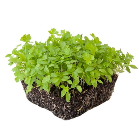 Parsley Microgreens Seeds - 25 Lb Bulk ~7.2M Seeds - Grow Non-GMO Micro Parsley Herb Greens - Premium Seeds - High Germination Rate