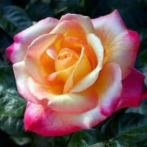 PEMDASGARDEN 30 Love & Peace Rose Bush Plant Seeds