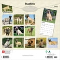 thumbnail image 2 of Mastiffs | 2026 12x24" (Hanging) Square Wall Calendar | Plastic-Free | BrownTrout, 2 of 9