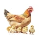 thumbnail image 2 of Calcomanía de pared de pollo, decoración de pared, gallos, gallinas, pegatina para , gallina y , decoración para habitación infantil,, 2 of 9