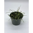 thumbnail image 2 of Hoya Retusa, 4 inch, Fuzzy Stems, Curtain Hoya, Wax Plant, Wax Vine, and Porcelain Vine, 2 of 8