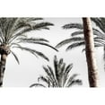 thumbnail image 3 of 1x Studio III 24x17 Black Modern Framed Museum Art Print Titled - Palm_007, 3 of 5