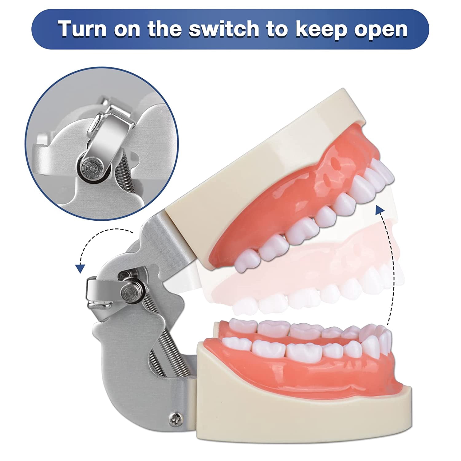 Typodont Teeth Model with 32 Detachable Teeth for Dental Hygiene Students