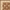 Brown/Ivory, variant on SAFAVIEH Lyndhurst Miah Floral Border Area Rug, Ivory/Beige, 3'3" x 5'3"