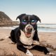 thumbnail image 1 of Gafas de sol polarizadas para perros pequeños, resistentes al viento, plegables y ajustables, con banda elástica, ideales para acampar al aire libre, viajes, fotografía, artículos esenciales para, 1 of 6