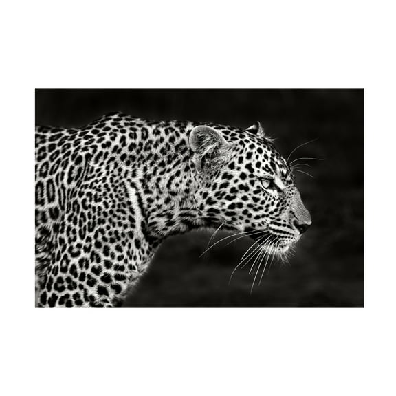 Canvas Wall Art - Xavier Ortega 'Leopard Close Up' Wall Art for Living Room, Bedroom, or Office Décor by Trademark Fine Art - 19 x 12 Inches