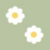 13 Daisies