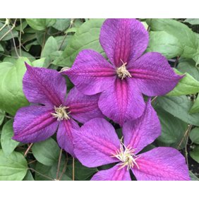 Midnight Showers Warsaw Nike Clematis Vine Purple 2 5 Pot Walmart Com Walmart Com