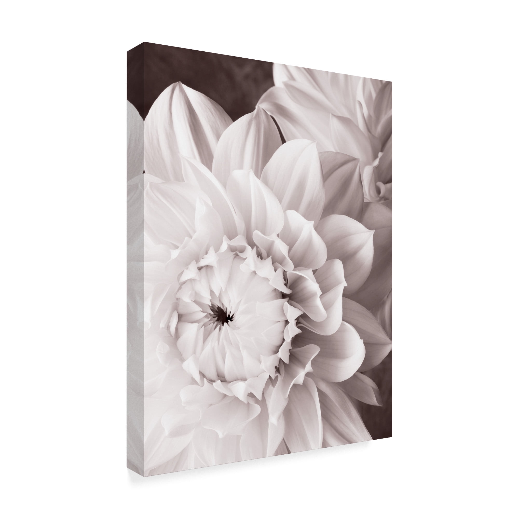 iCanvasART Dahlias from Seed Canvas Print 26 x 18 iCanvasART Dahlias from Seed Canvas Print 26 x 18