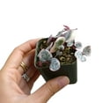 thumbnail image 6 of Variegated String of Heart (2"+ Clay Pot) - Rosary Vine - Ceropegia Woodii String of Heart - Live Healthy Trailing Succulent for Decoration, 6 of 8