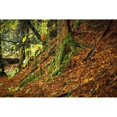 thumbnail image 3 of Murdock, Ramona 14x11 Black Modern Framed Museum Art Print Titled - Ancient Trees, 3 of 5