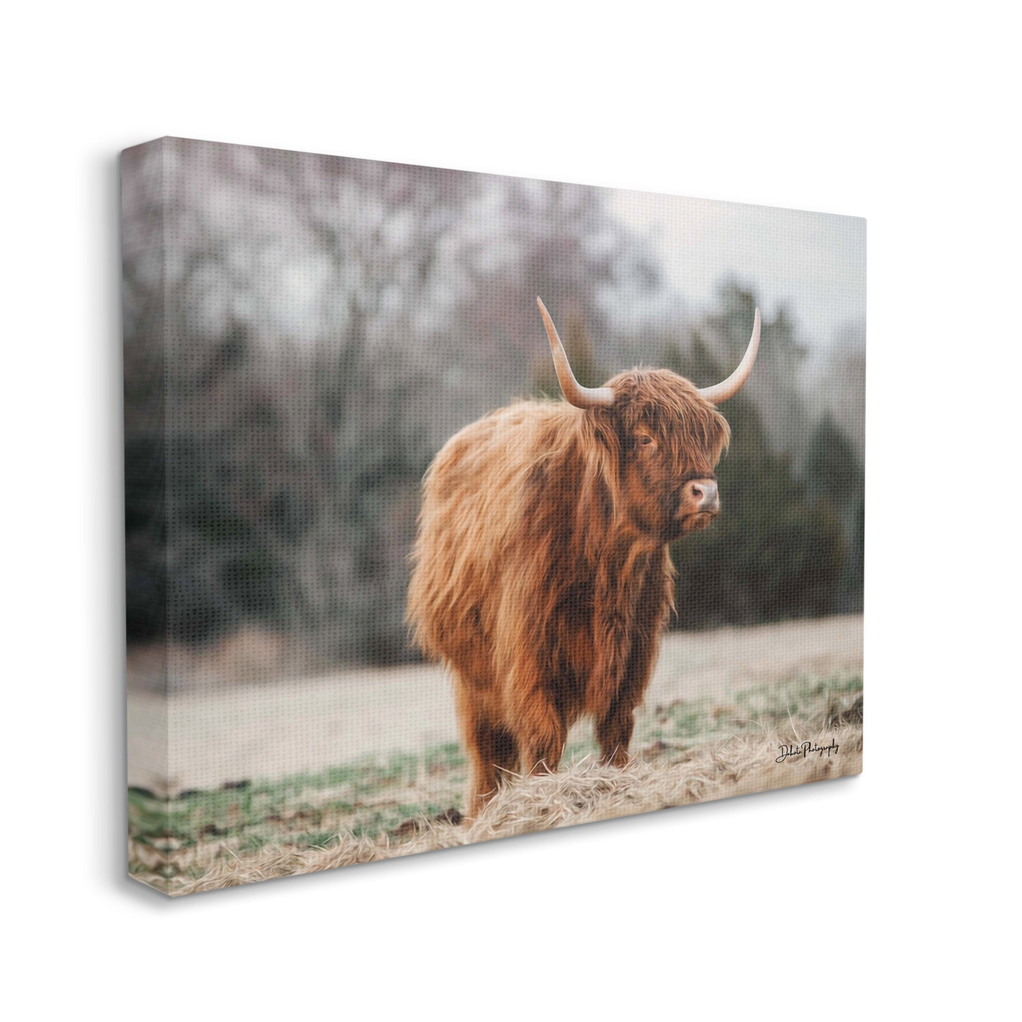 Stupell Industries Serene Highland Cattle Rural Pasture Daylight Sun Photograph Gallery Wrapped Canvas Print Wall Art, Design by Dakota Diener