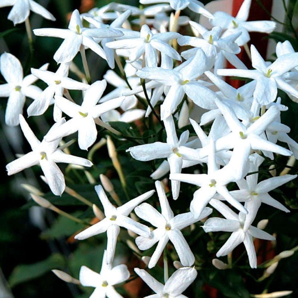 Jasmine Officinale, Hardy Jasmine