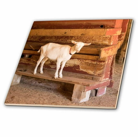 Goat Tile - 3dRose North Carolina, Flat Rock, Saanens goat - Ceramic Tile, 4-inch