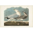 thumbnail image 2 of Audubon, John James 18x13 White Modern Wood Framed Museum Art Print Titled - Pl 212 Common American Gull, 2 of 4