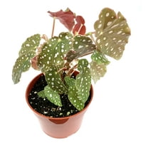 Begonia Maculata Polka Dot Begonia Live Potted House Plants Air Purifying, 4" Pot