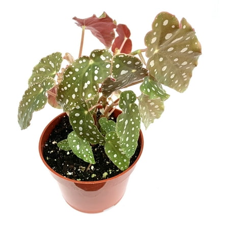 Begonia Maculata Polka Dot Begonia Live Potted House Plants Air Purifying, 4" Pot