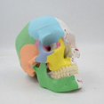 thumbnail image 3 of Human Skull Model Specimen Life Size Replica Details For Medical Learning, 3 of 5