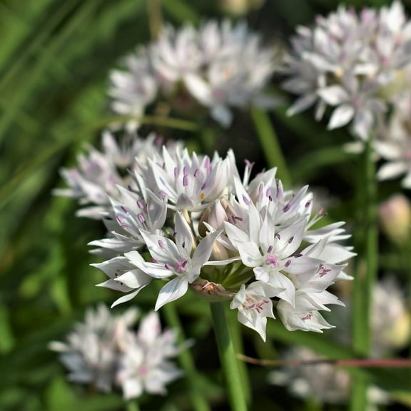 Graceful Beauty White Allium Flowers, 15 Bulbs - Attracts Bees & Butterflies - Spring Blooming, Easy to Grow & Maintain