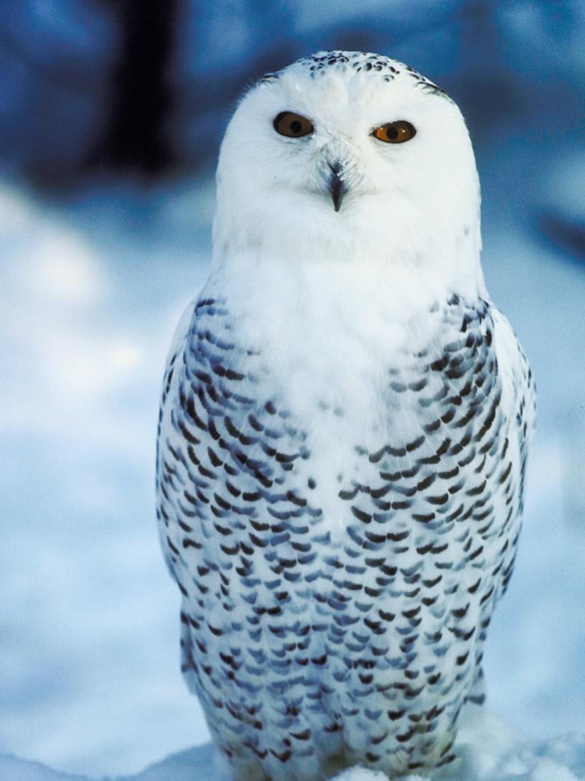D Snow Owl Art Print Home Decor Wall Art Poster