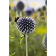 thumbnail image 2 of A Bee On A Flower; Scottish Borders, Scotland Poster Print (12 x 18), 2 of 4