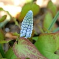 thumbnail image 2 of Easy to Grow Muscari Grape Hyacinth Valerie Finnis 10 Plant Bulbs Spring Zone 4-8, 2 of 4
