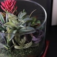 thumbnail image 2 of 8" Artificial Mixed Succulent Arrangement in Round Glass Jar, 2 of 5