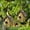 Green, variant on Outdoor Hanging Birdhouse Decorative Resin for Wild Birds Tree Swallow Durable Garden