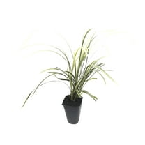 Aztec Grass - 3 Live Plants - Variegated Liriope Ophiopogon Intermedius Argenteomarginatus Evergreen Ground Cover
