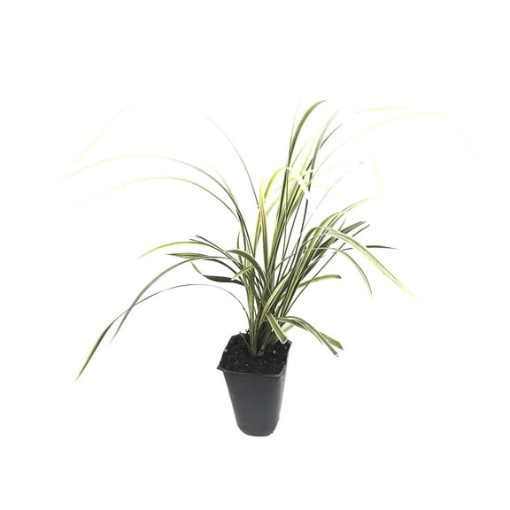 Aztec Grass - 3 Live Plants - Variegated Liriope Ophiopogon Intermedius Argenteomarginatus Evergreen Ground Cover