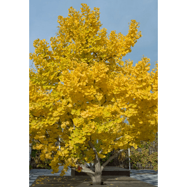 Ginkgo Tree Live Plant, Live Gingko Biloba Tree Seedling 6-8 Inches