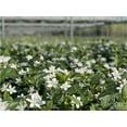 thumbnail image 2 of Nature's Way Farms Jasmine Asian Snow Live Plant (25-30 in. Tall) in Grower Pot, 2 of 4