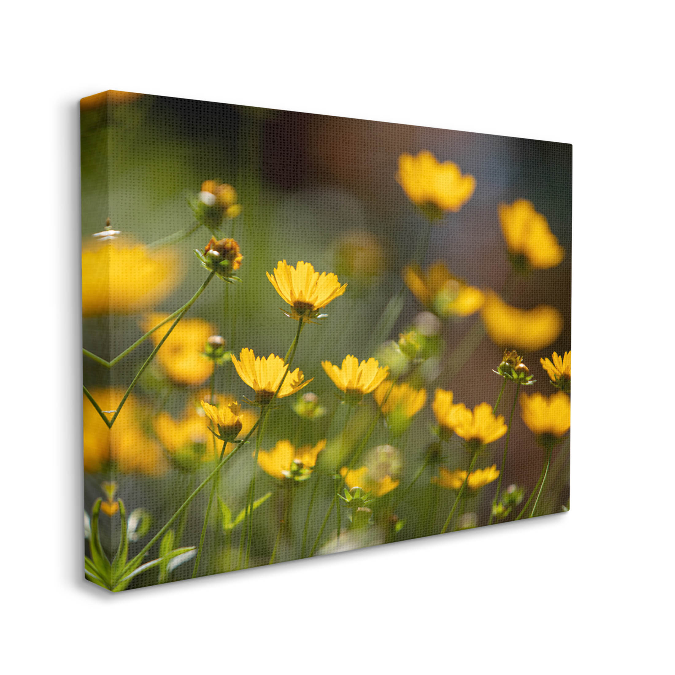 Yellow Daisy Wildflower Field Botanical & Floral Photograph Gallery Wrapped Canvas Print Wall Art