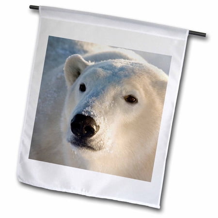 3dRose Canada  Manitoba  Hudson Bay  Churchill. Polar bear-CN03 BJA0026 - Janyes Gallery - Garden Flag  12 by 18-inch