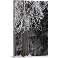 thumbnail image 1 of Great BIG Canvas | "Hoar frost on deciduous and conifer trees at Russian Jack Park golf course" Canvas Wall Art - 24x36, 1 of 2