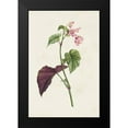 thumbnail image 2 of Unknown 17x24 Black Modern Framed Museum Art Print Titled - Pretty Pink Botanicals VI, 2 of 5