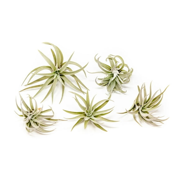 Air Plant Tillandsia Harrisii - Available in Wholesale and Bulk - Live Succulent House Plants ¬ Home and Garden Decor - Easy Care Indoor and Outdoor Plants (Pack of 5)