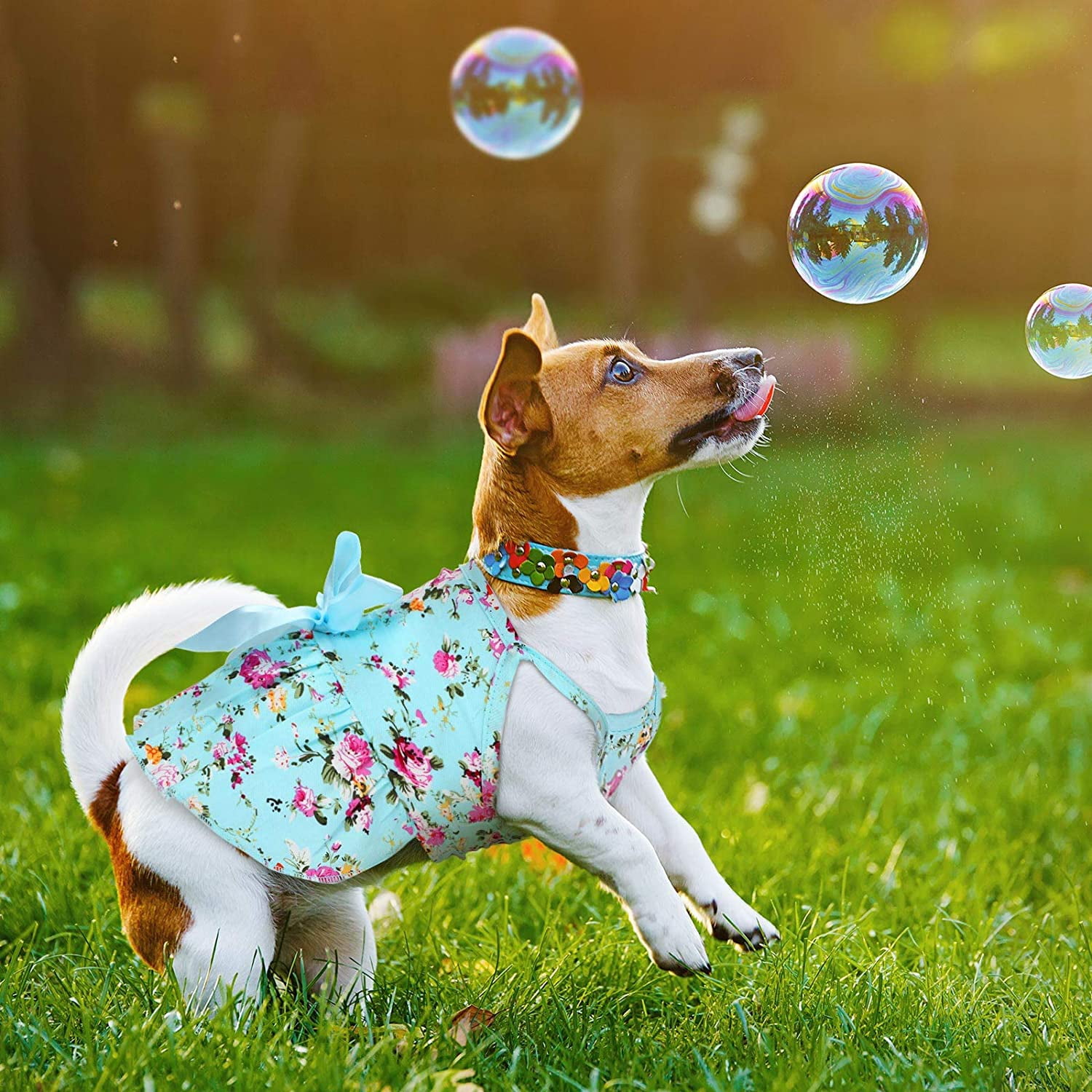 Chien robe hotsell