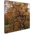 thumbnail image 2 of Trademark Fine Art "October Japanese Maple" Canvas Art by Kurt Shaffer, 2 of 3