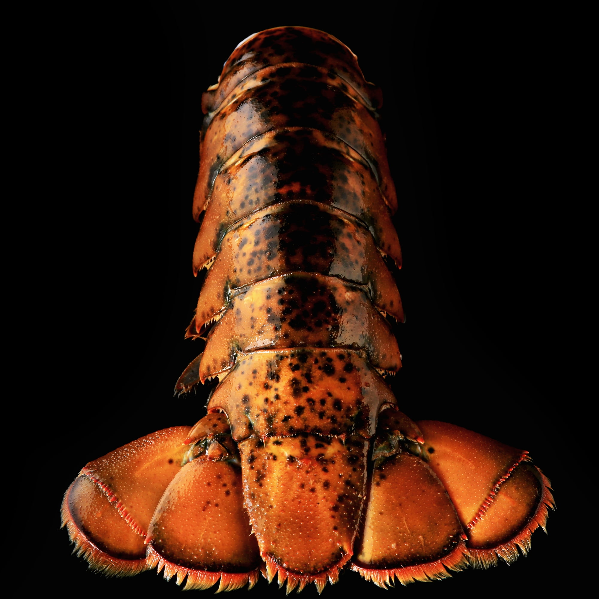Today Gourmet Lobster Tails - 14oz.-16oz. - (2 Tails)