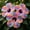 C, variant on Premium Ornamental Hibiscus for Planting-Easy growing,Bloom Year After Year,Perfect for Home Decoration-(Non-Artificial)