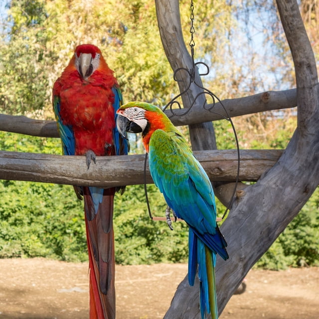 OUNONA 1Jgo Colgante Para Pájaros De Material Para Jaula Y Entrenamiento