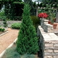 thumbnail image 3 of Brighter Blooms - Southern Living® Blue Point Juniper, 2-3 ft. - No Shipping to AK, AZ, CA, HI, 3 of 3