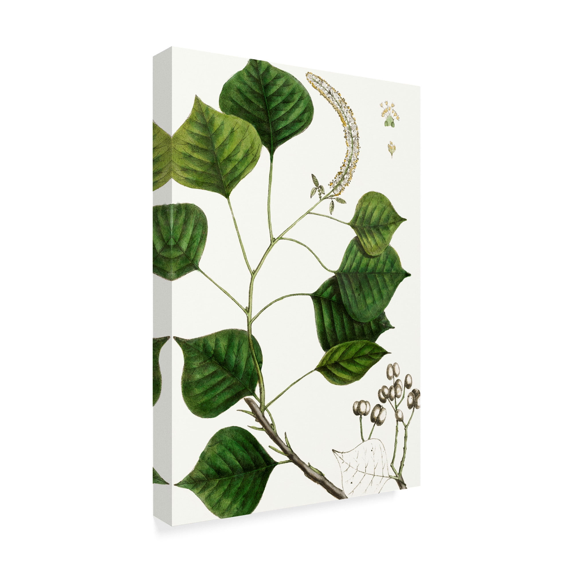 Trademark Fine Art 'Tallow Tree' Canvas Art by Thomas Nuttall