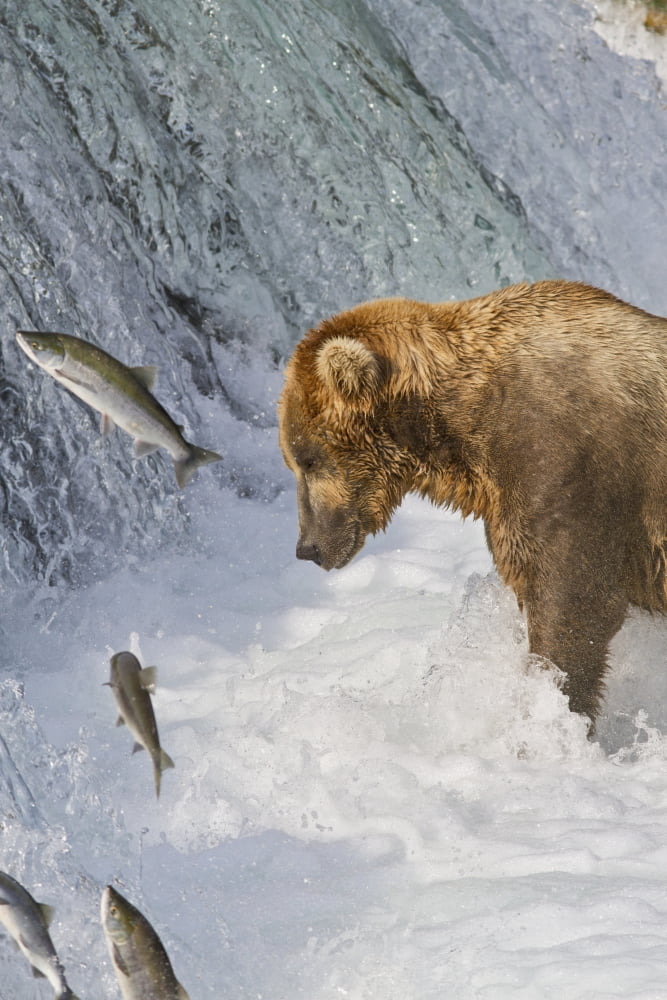 Posterazzi Brown bear standing in rapids below Brooks Falls while looking at a jumping Sockeye salmon Katmai National Park and Preserve Southwest Alaska Canvas Art - Gary Schultz Design Pics (22