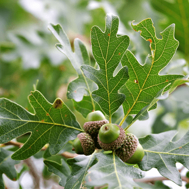 White Oak Tree Live Plant, Oak Tree Seedling for Planting 10-12 Inch