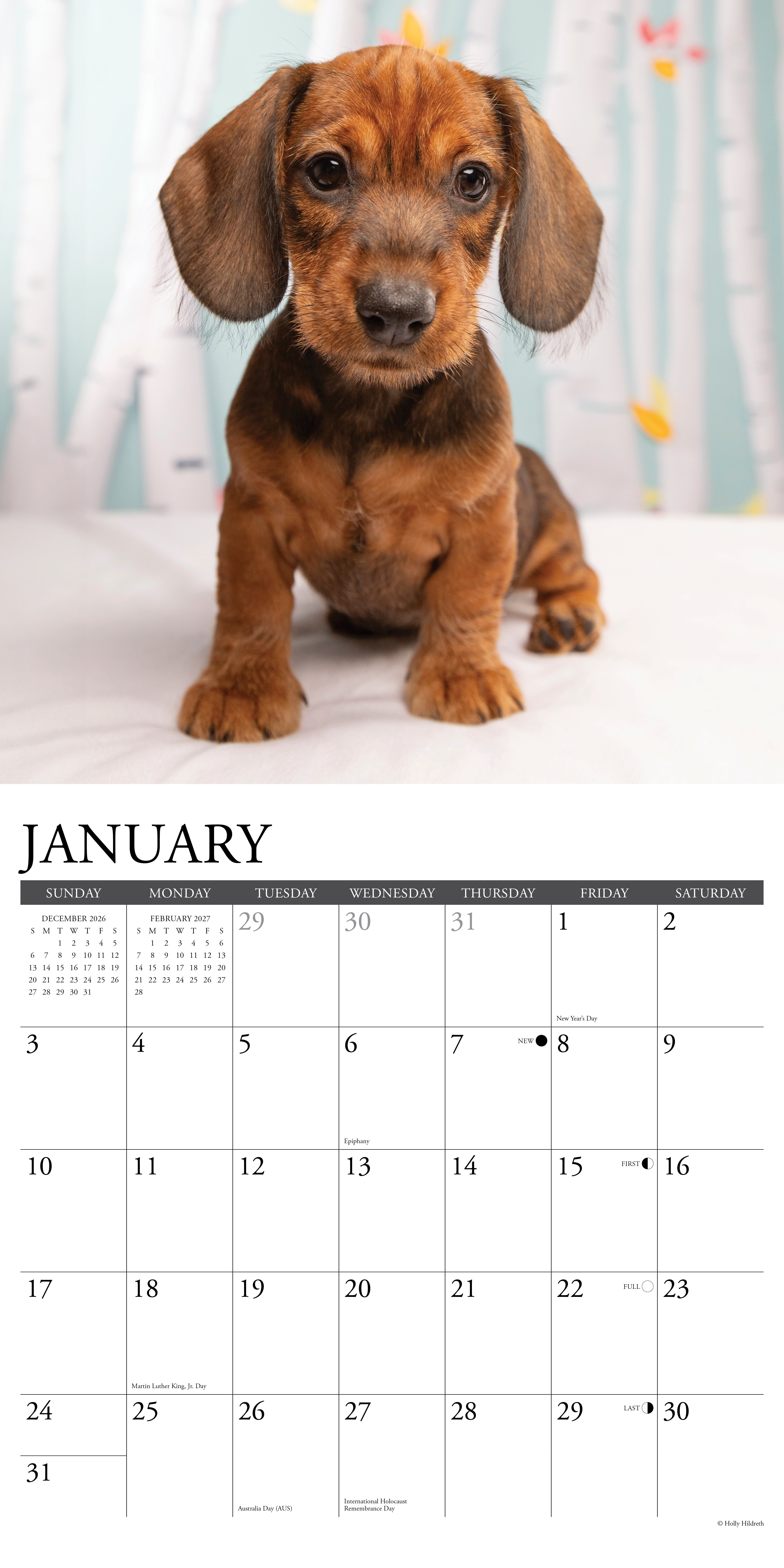 Willow Creek Press, Dachshund Puppies 2027 Wall Calendar