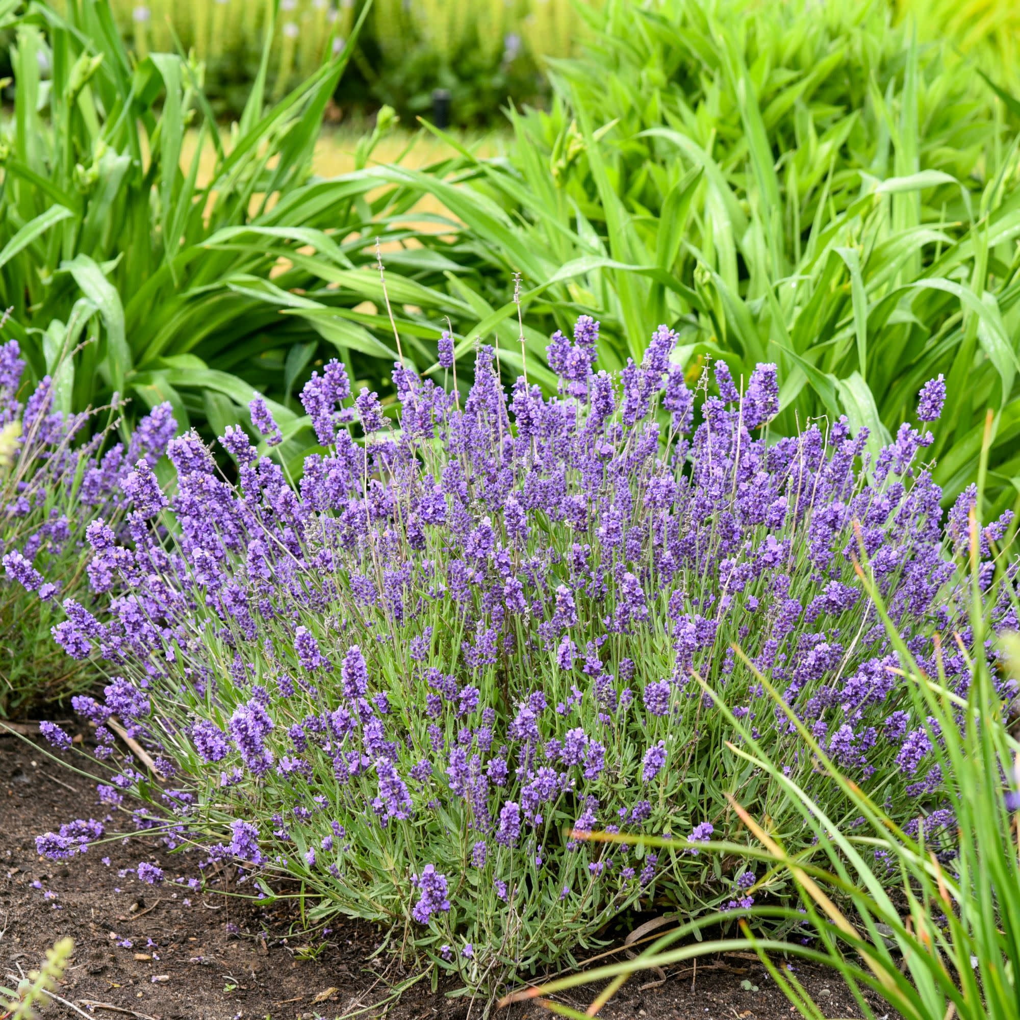 Proven Winners 5" Purple 'Summer Serenade' Lavender Live Plant in 4.5" Pot (4 Count)